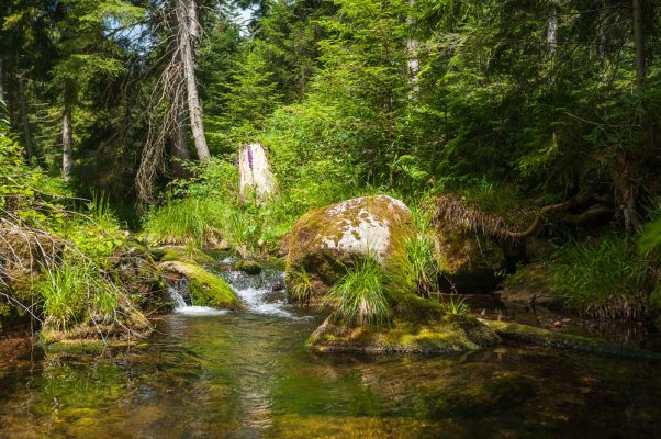kleiner See im Wald, wandern