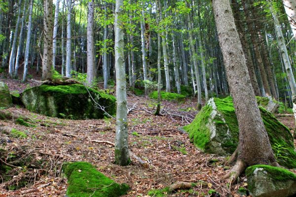 Bäume und Steine im Wald, wandern